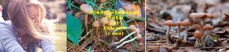 Галлюциногенные грибы GOLDEN TEACHER  сколько стоит  Дно 